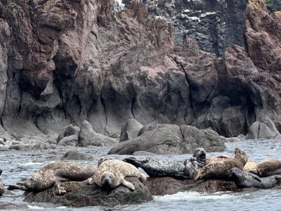 Морская прогулка «Вокруг полуострова Чирип» с высадкой на Марсовом Поле