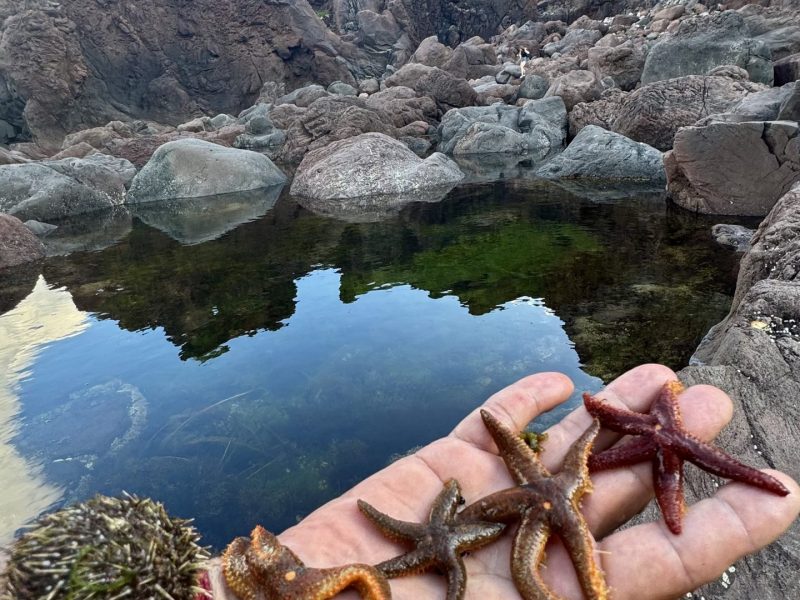 Морская прогулка «Вокруг полуострова Чирип» с высадкой на Марсовом Поле