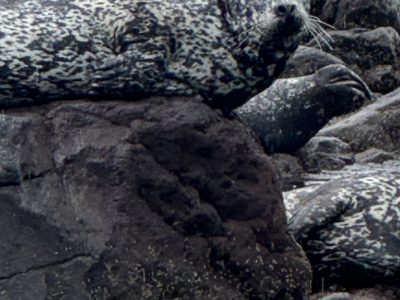 Морская прогулка «Вокруг полуострова Чирип» с высадкой на Марсовом Поле