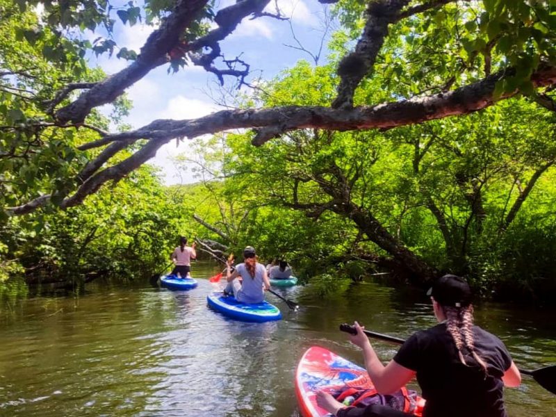 Сап-прогулки на Озеро ( прокат сапбордов)