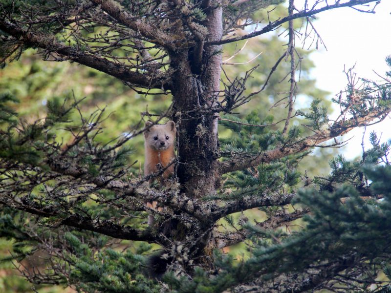Столбовская экотропа и горячие грязевые источники