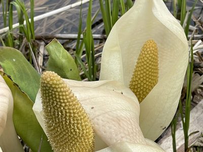 Столбовская экотропа и горячие грязевые источники