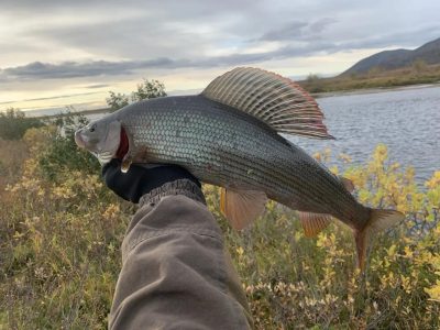 Рыбалка в диких местах Воркуты (трофейный хариус, Полярный Урал и экспедиция по реке Большая Уса)